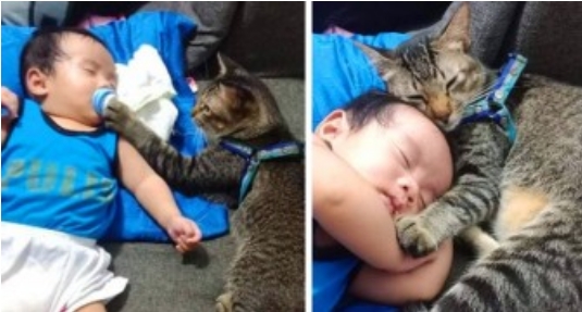 Das süße Foto des „Babysitter“ Katers, der zuerst den Schnuller des Kindes kontrolliert und es dann umarmt, während es schläft